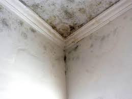 Best Post-Construction Mold Inspection  in Del Mar, CA