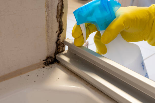 Mold Removal for HVAC Installations in Del Mar, CA